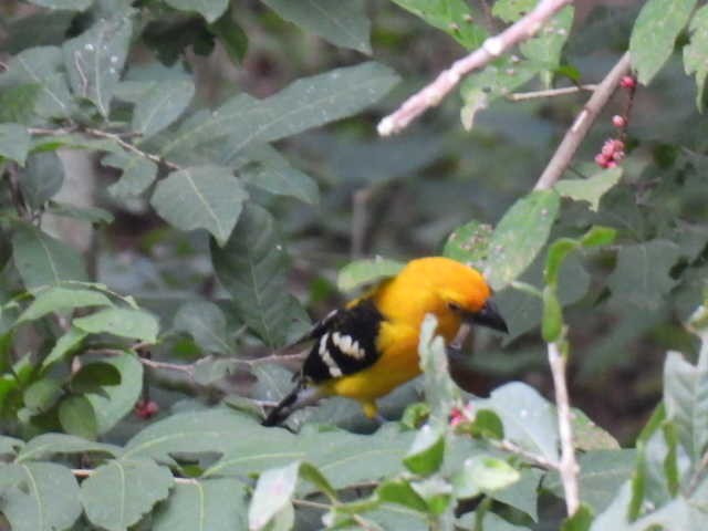 Yellow Grosbeak - ML645429109