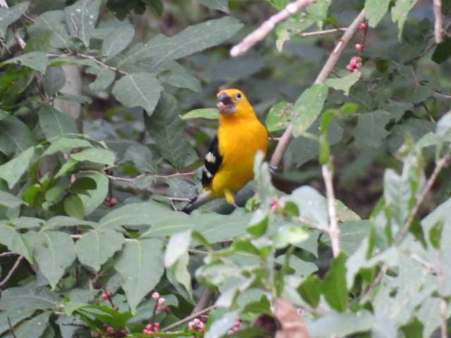 Yellow Grosbeak - ML645429110