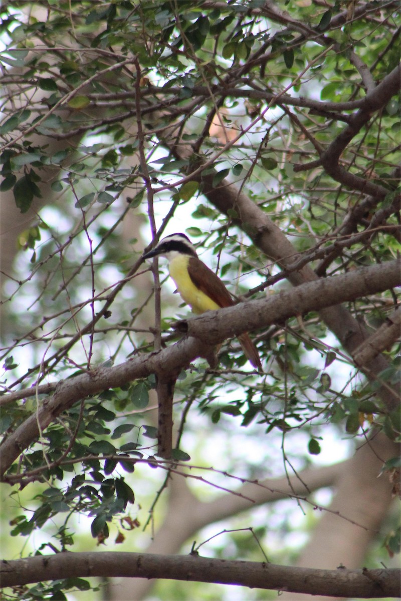 Great Kiskadee - ML645429122