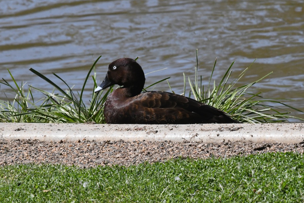 Hardhead - ML645429124