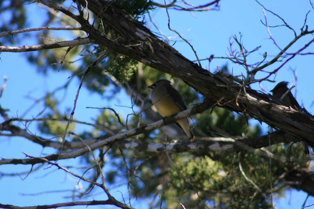 ציצנית אמריקנית - ML645429131