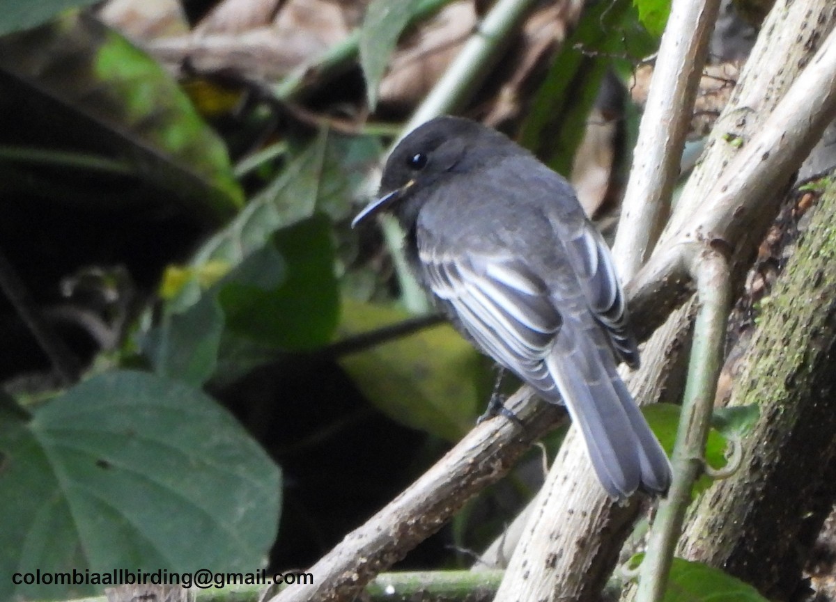 Black Phoebe - ML645429132