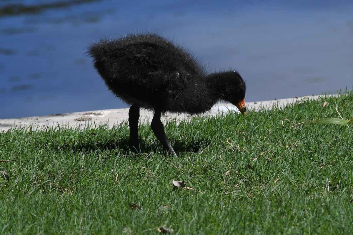Dusky Moorhen - ML645429134