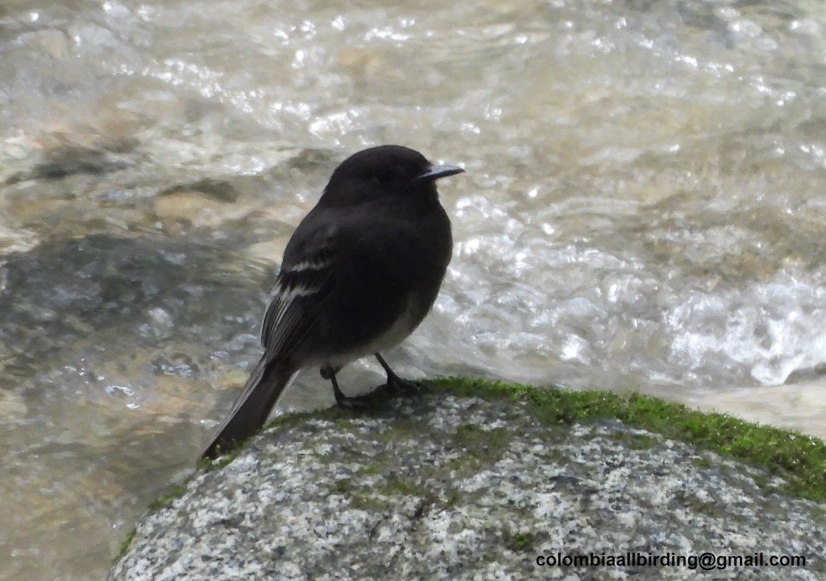 Black Phoebe - ML645429142