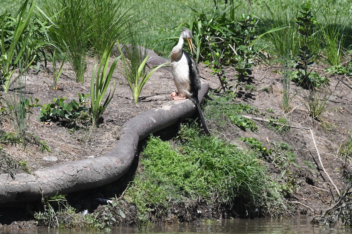 Australasian Darter - ML645429143