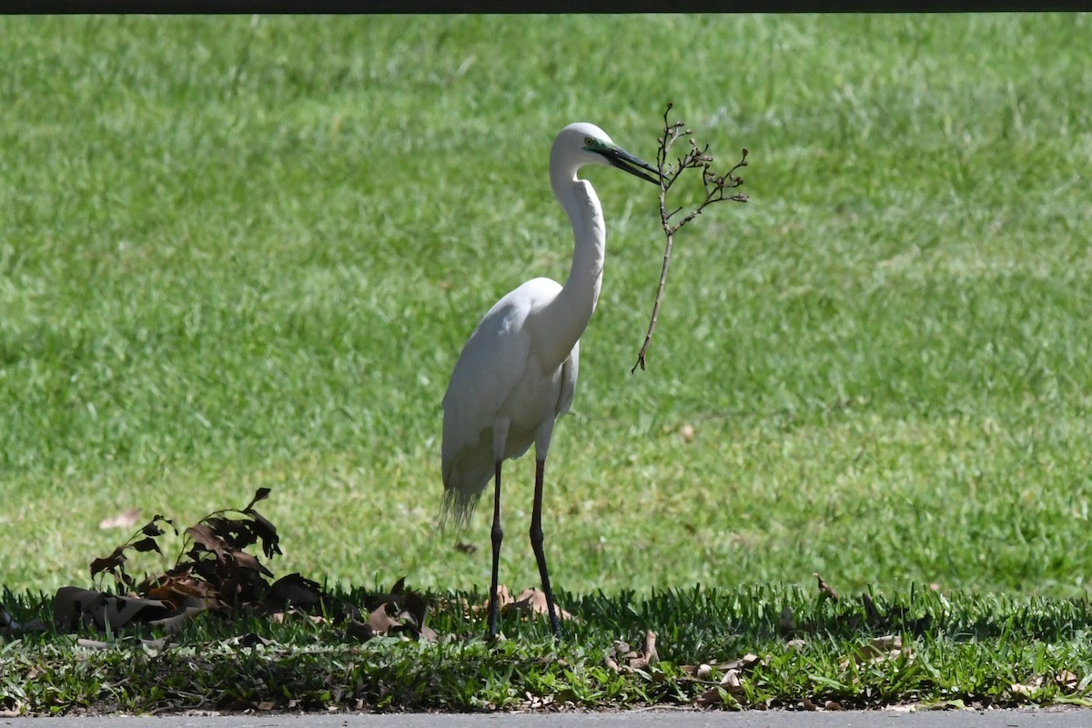 Little Egret - ML645429152