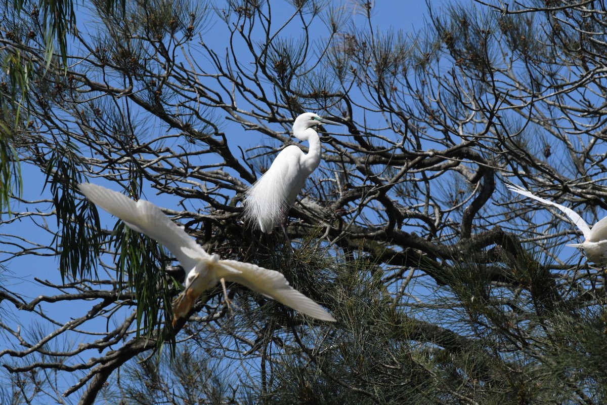 Little Egret - ML645429153