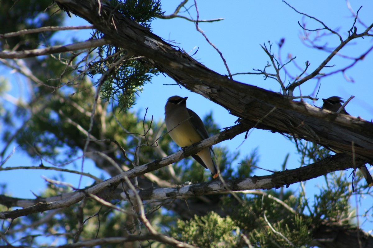ציצנית אמריקנית - ML645429156