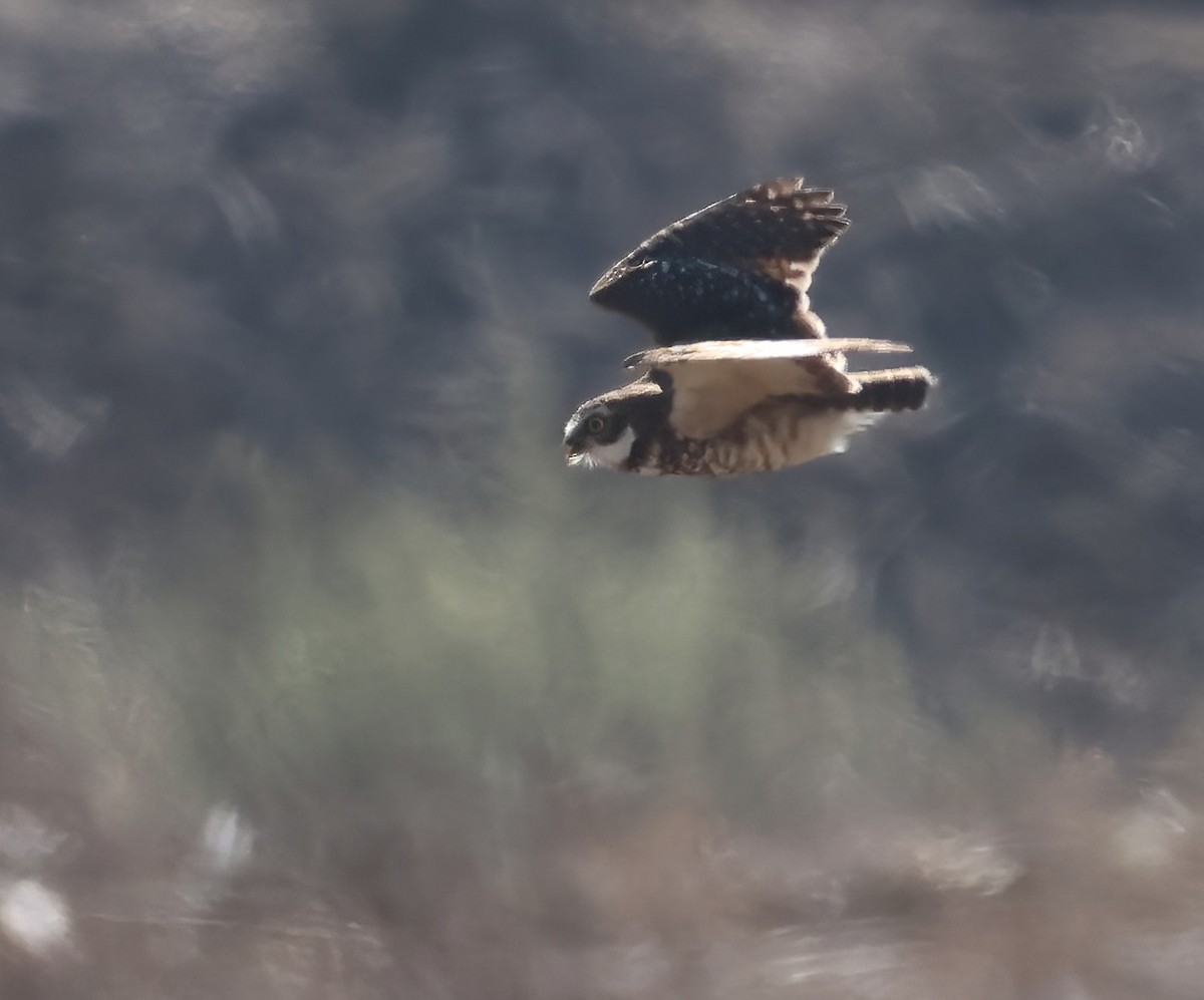 Burrowing Owl - ML645429157