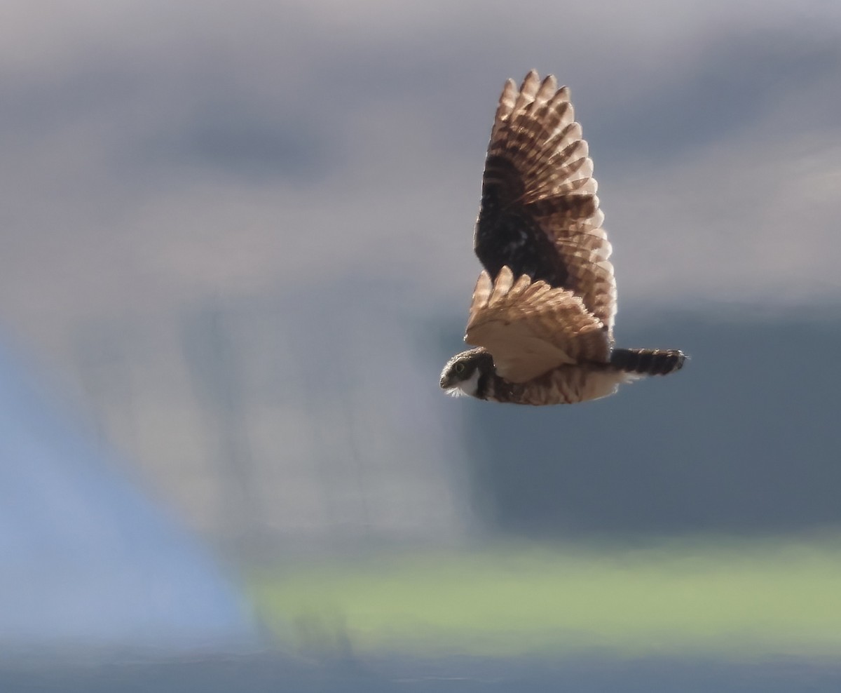 Burrowing Owl - ML645429158