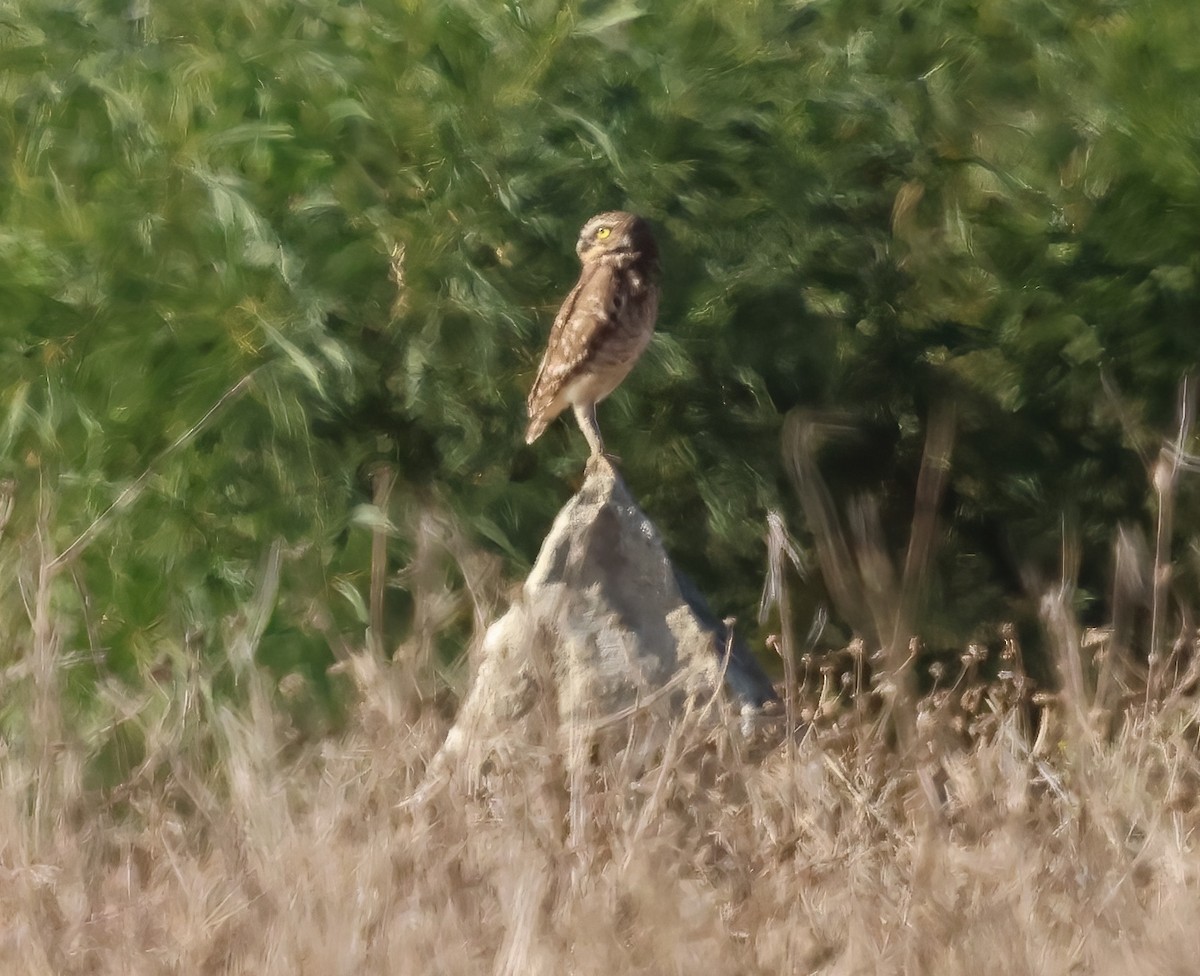 Burrowing Owl - ML645429159