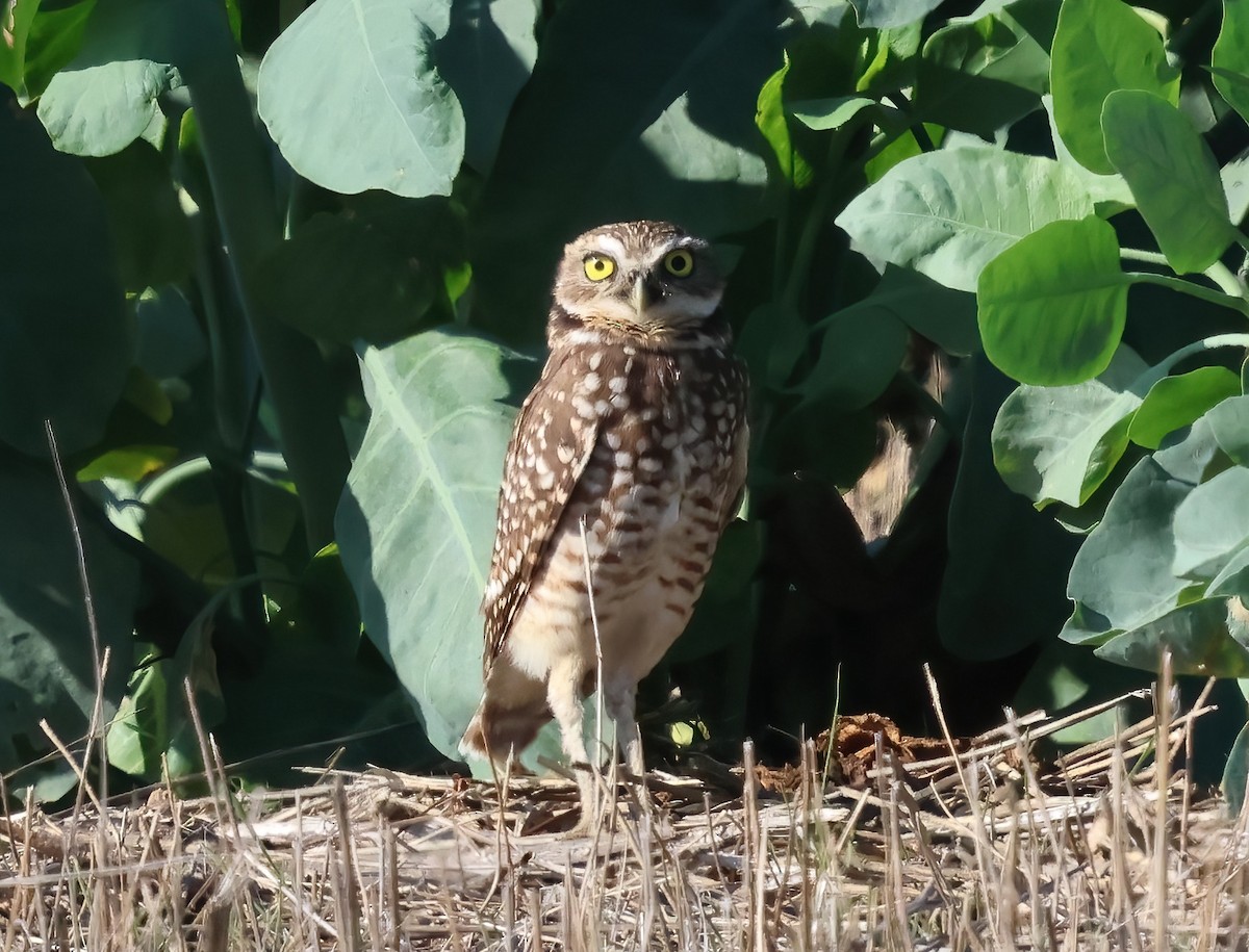 Burrowing Owl - ML645429160