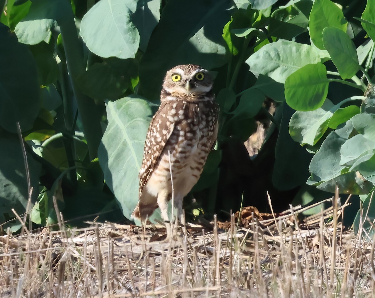 Burrowing Owl - ML645429161
