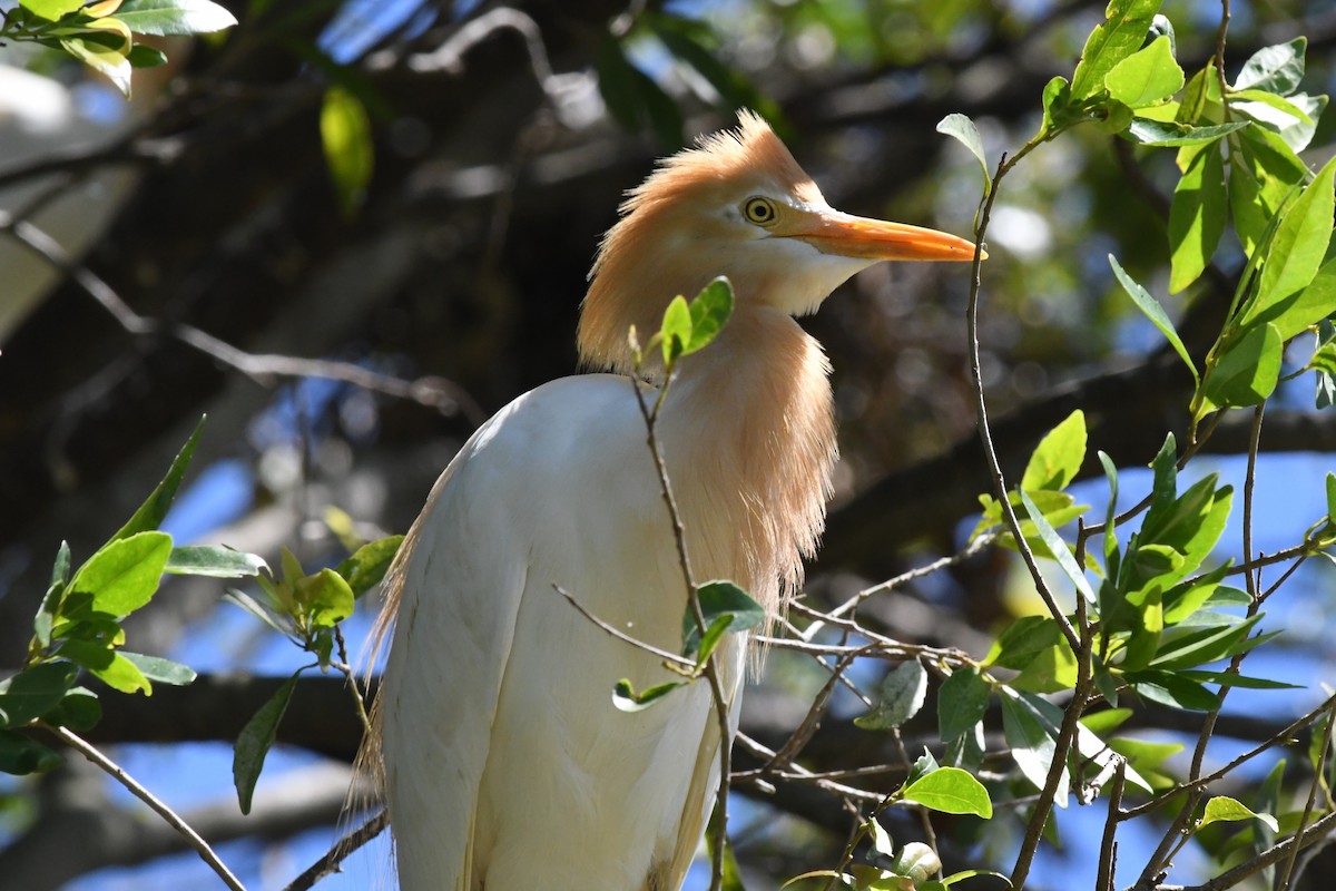 Eastern Cattle-Egret - ML645429164