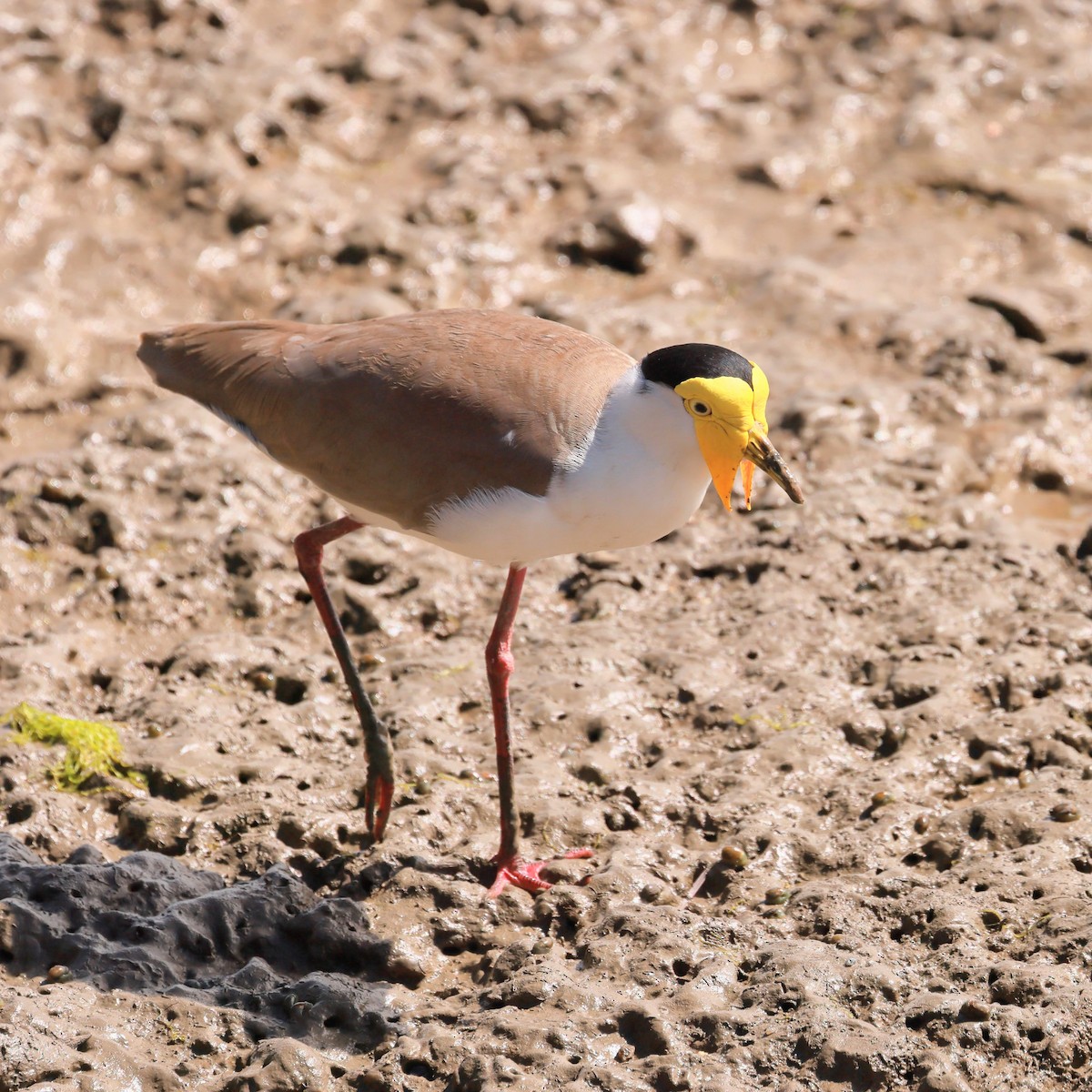 čejka australská - ML645429170