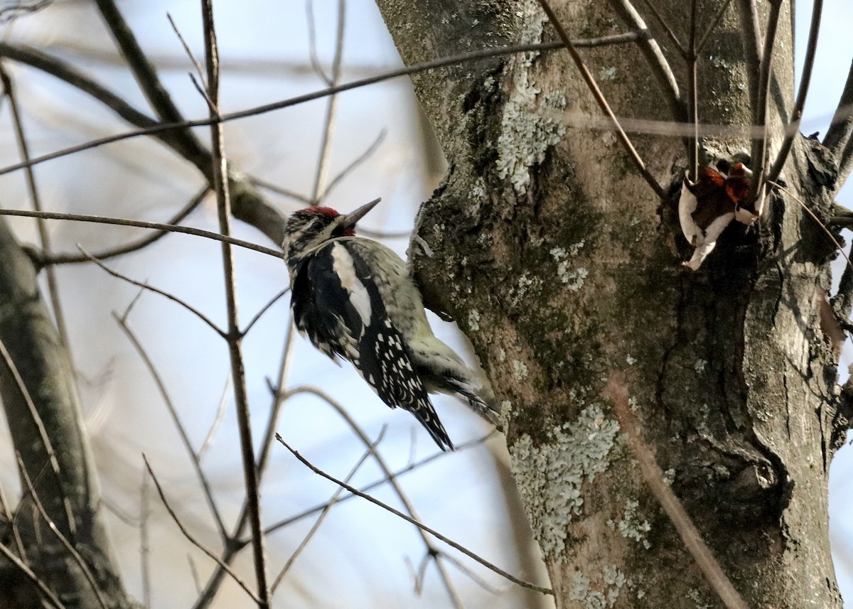 Yellow-bellied Sapsucker - ML645429171
