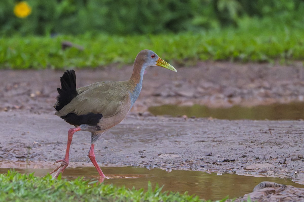 Giant Wood-Rail - ML645429175