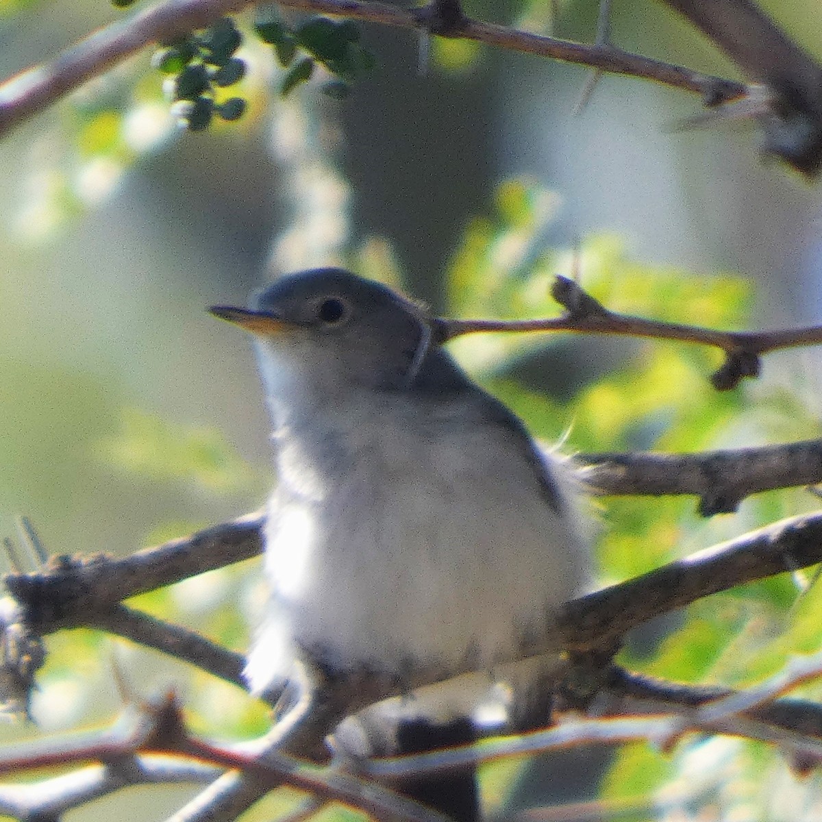 Blue-gray Gnatcatcher - ML645429176