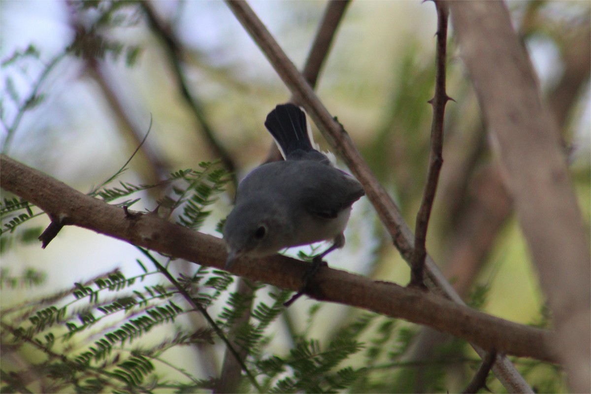Blue-gray Gnatcatcher - ML645429178