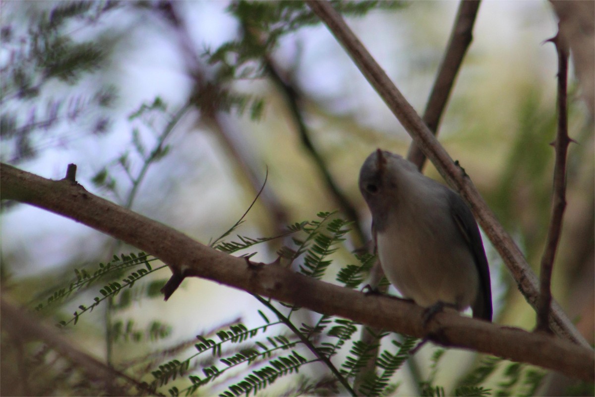 Blue-gray Gnatcatcher - ML645429179