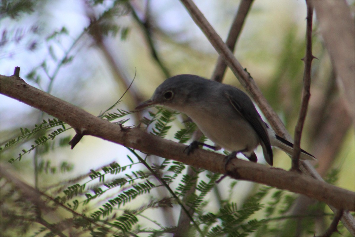 Blue-gray Gnatcatcher - ML645429180