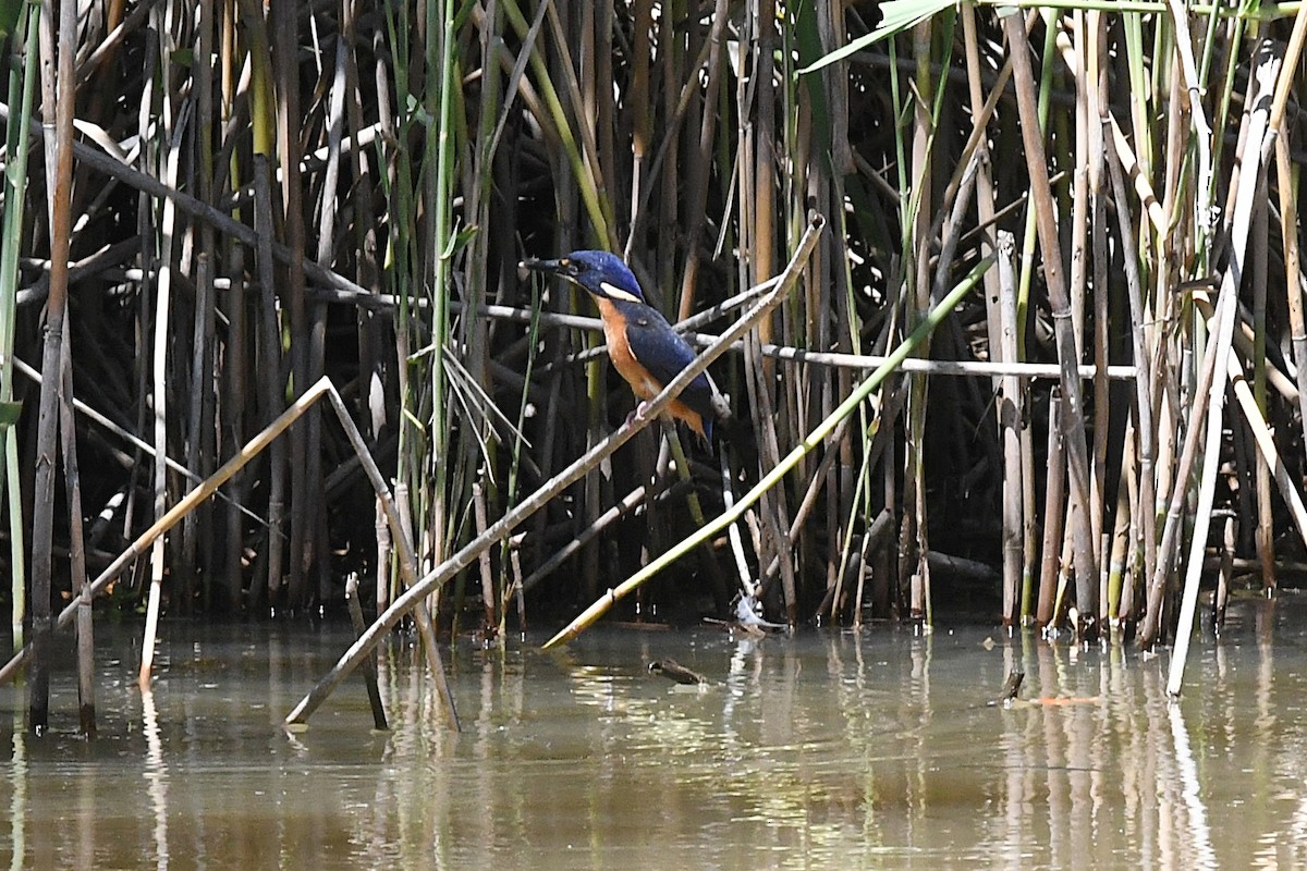 Azure Kingfisher - ML645429181