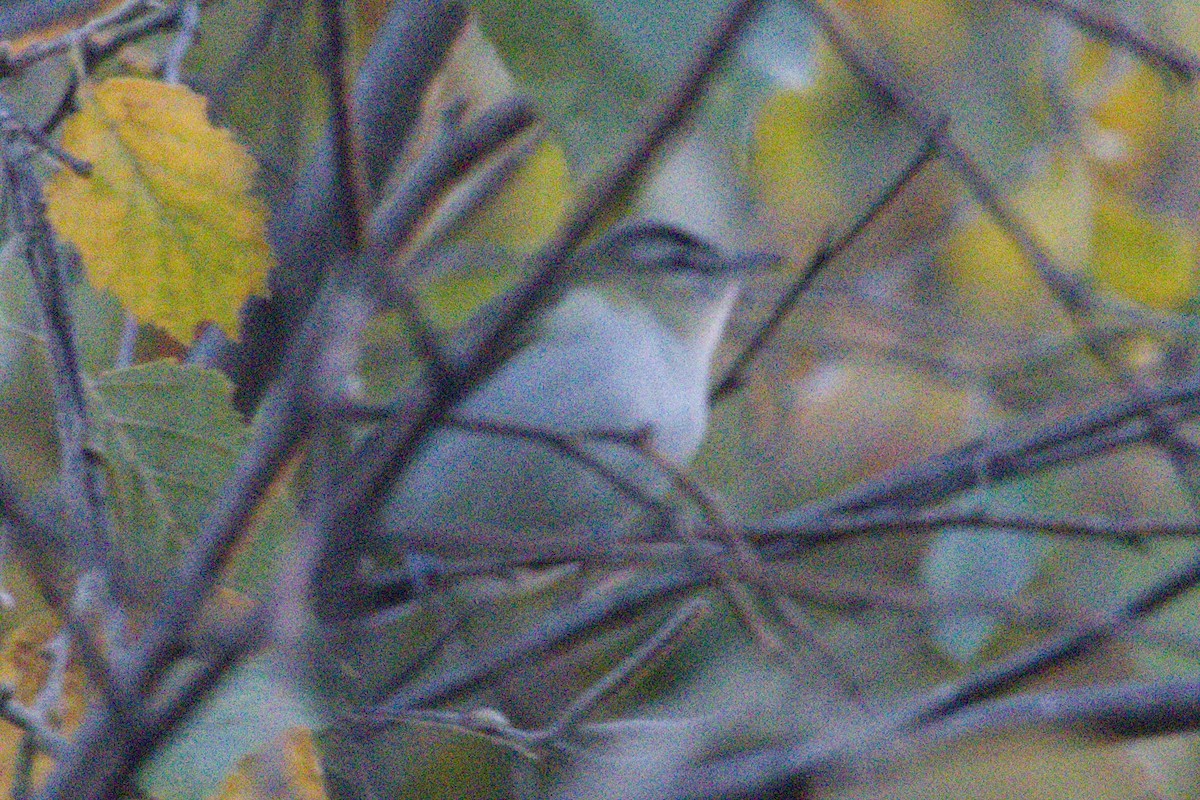 Красноглазый виреон - ML645429184