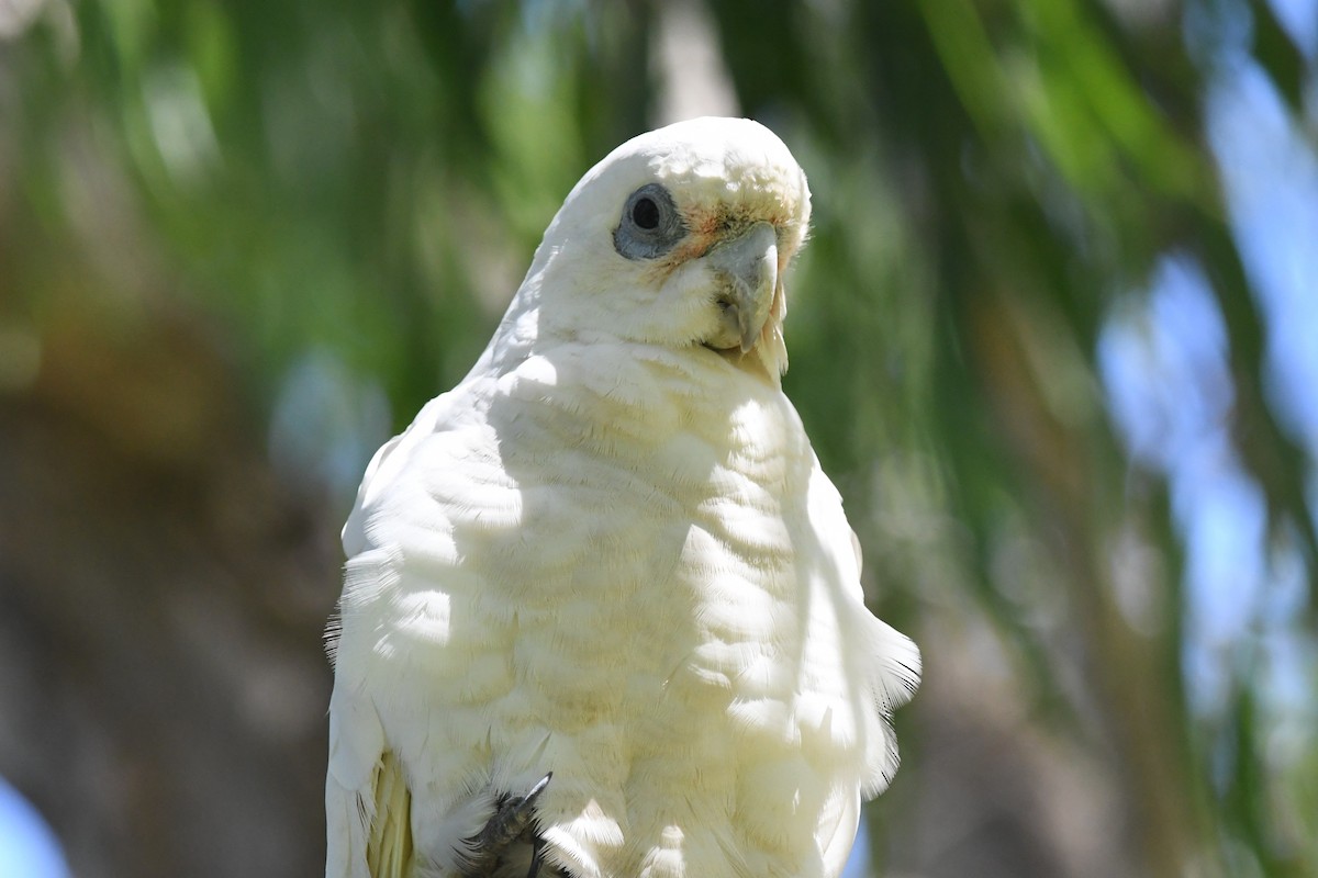 Little Corella - ML645429186