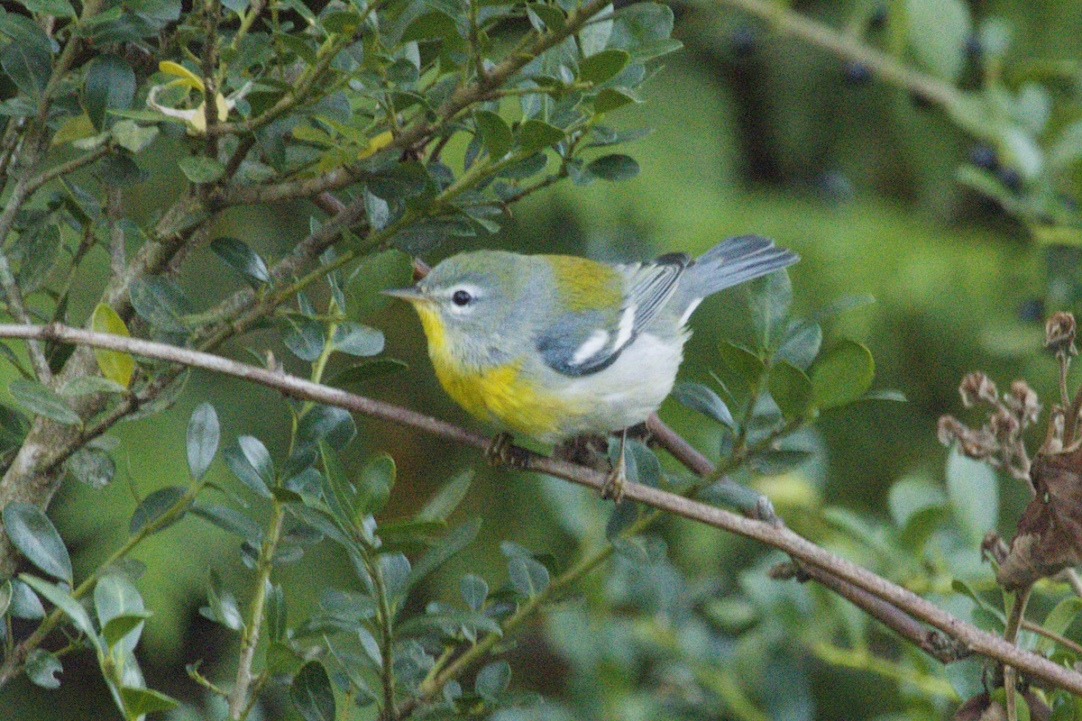 Northern Parula - ML645429187