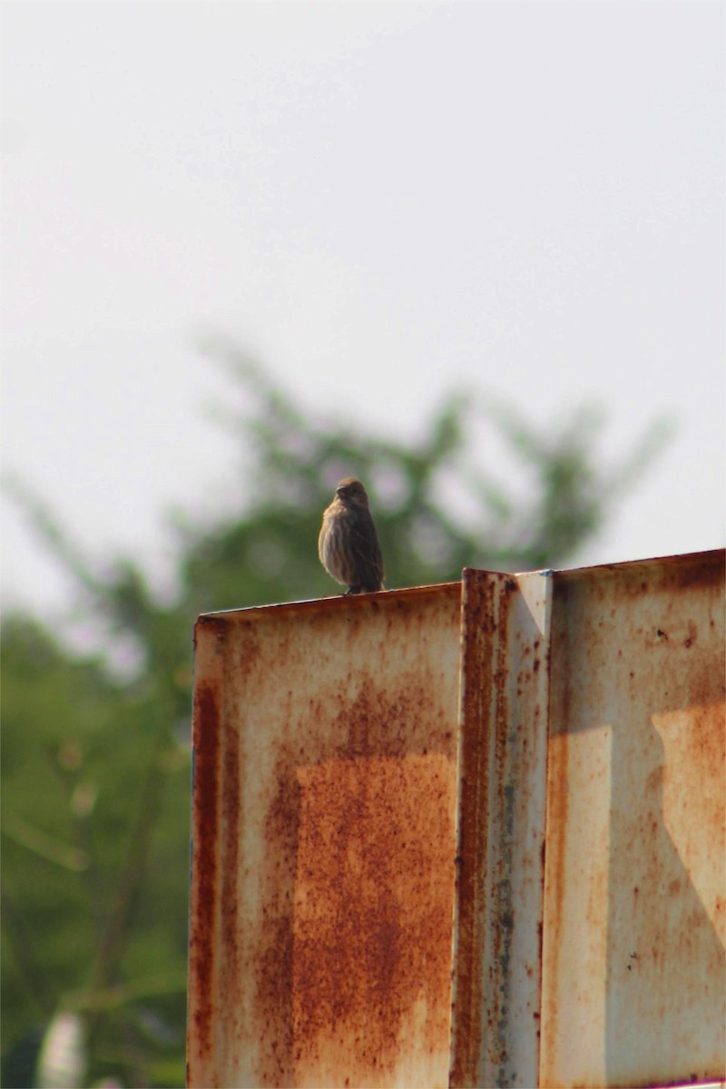 House Finch - ML645429192