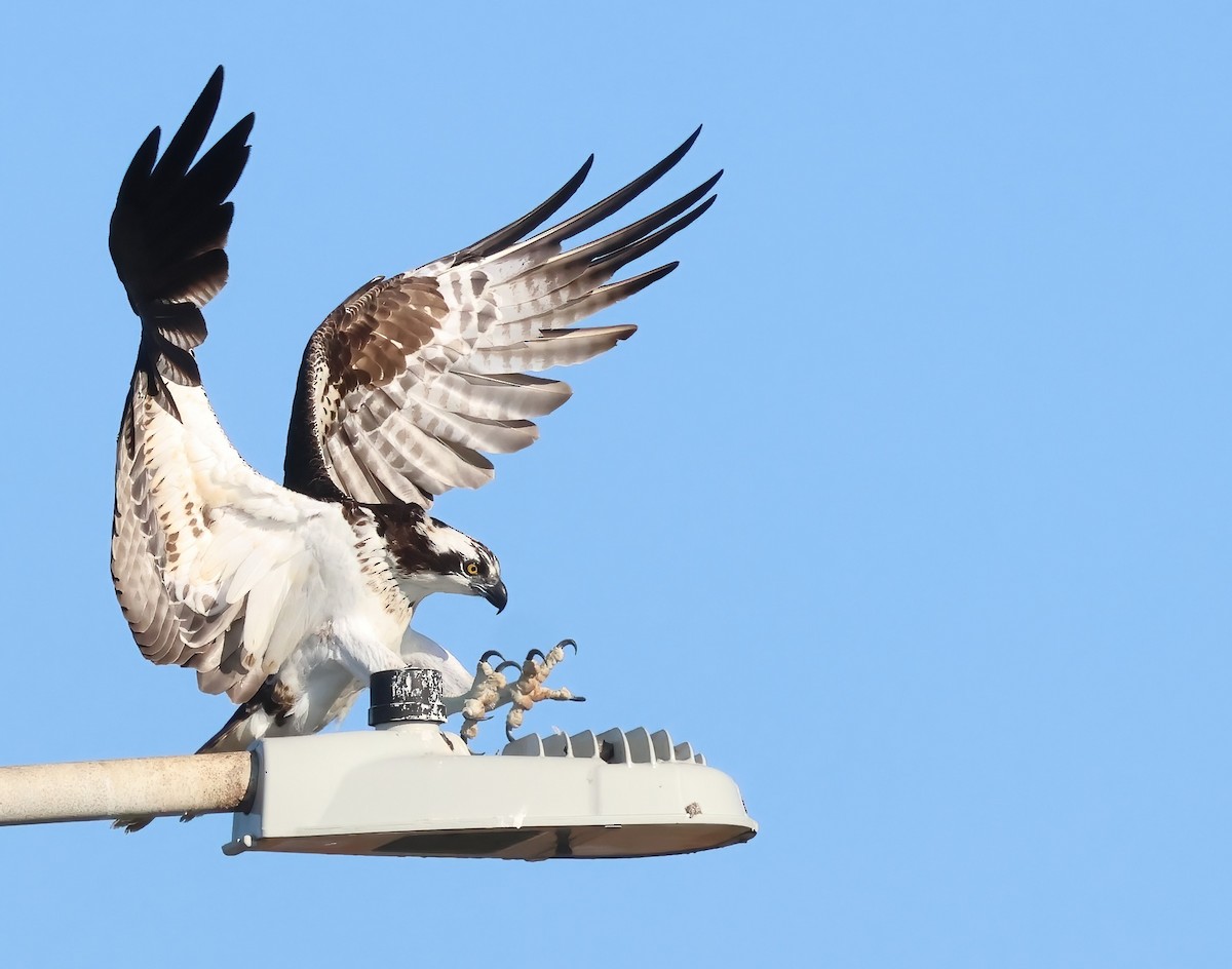 Arrano arrantzalea - ML645429195