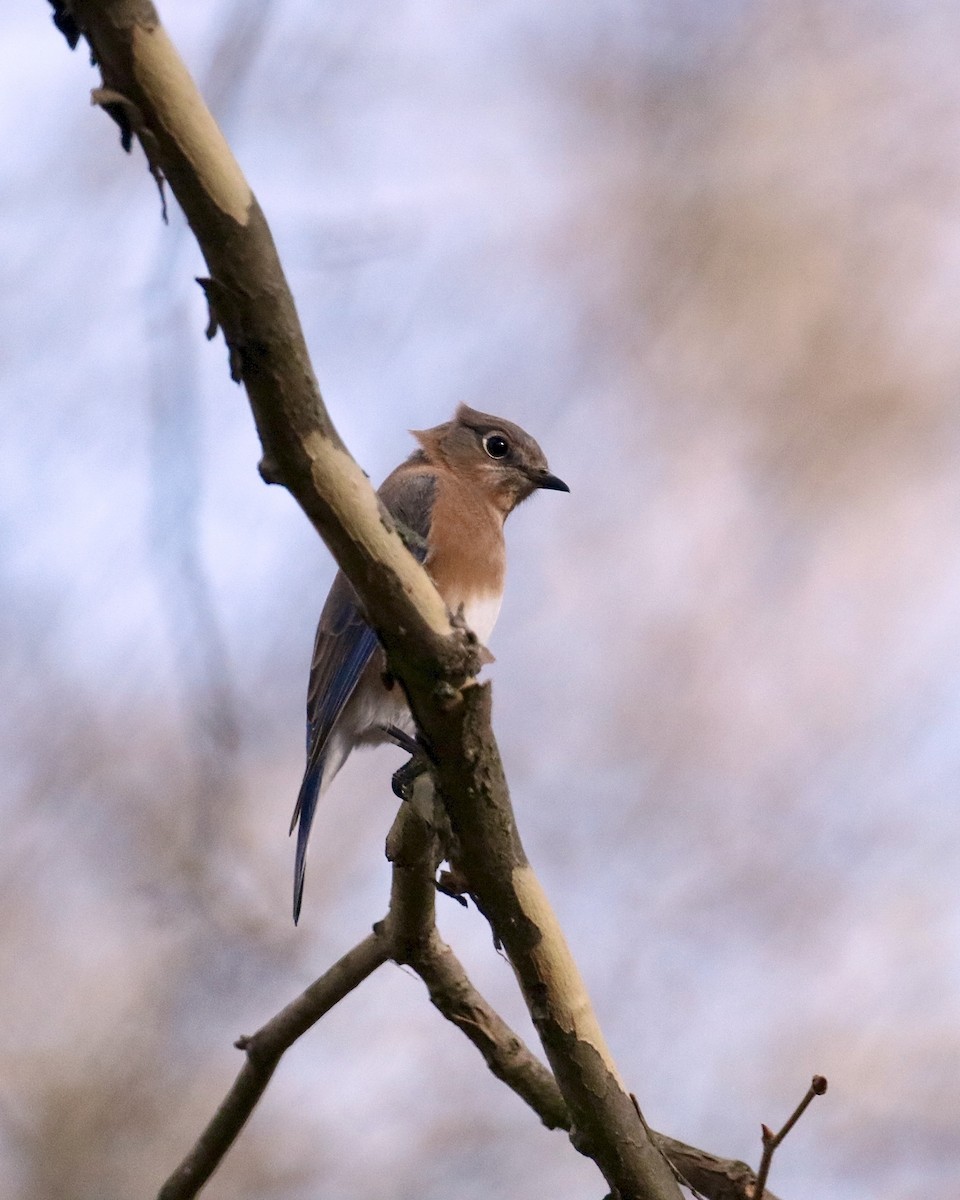 Azulejo Oriental - ML645429198