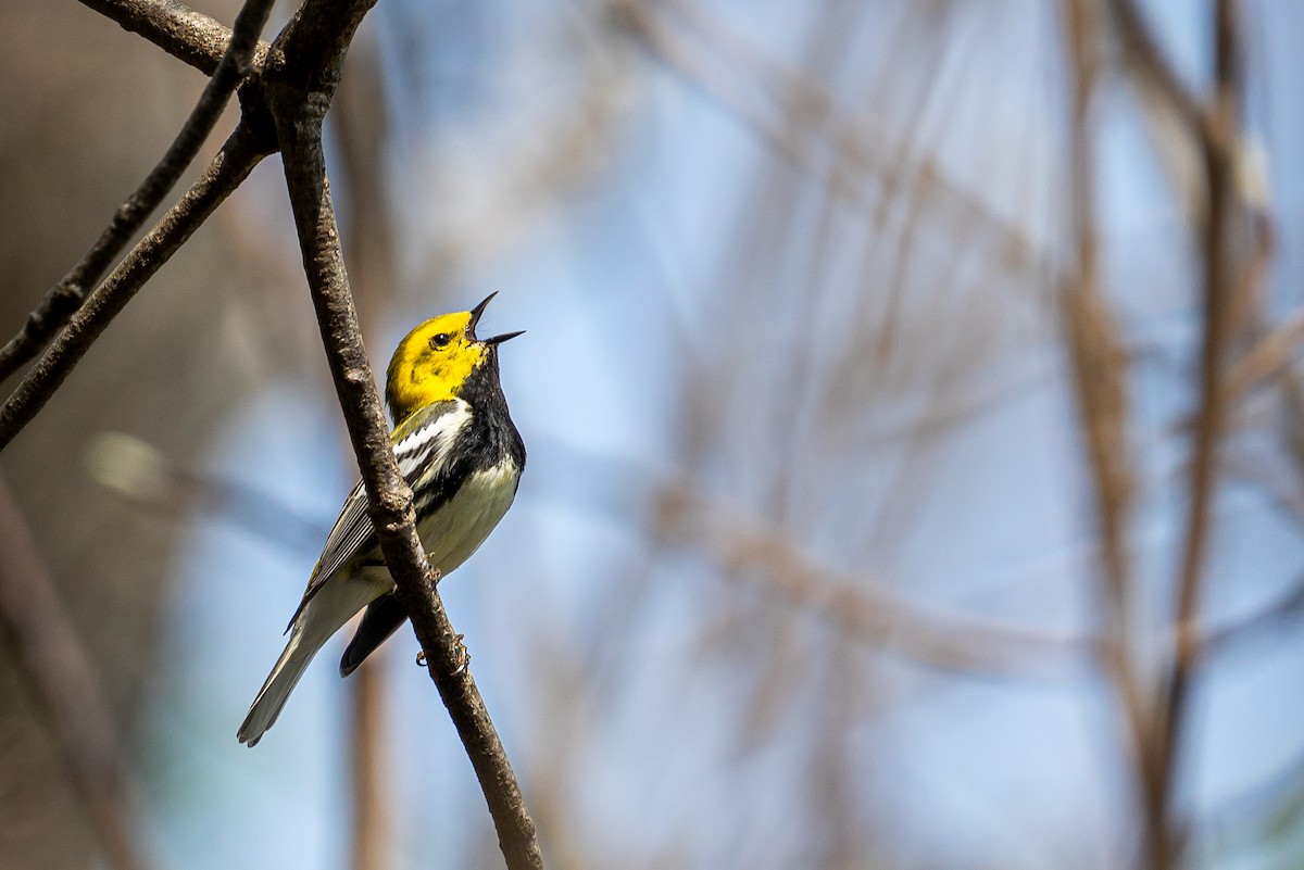 Black-throated Green Warbler - ML645429204