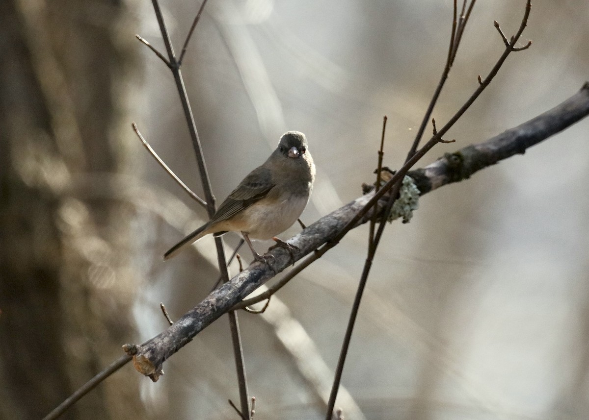 Dark-eyed Junco - ML645429206