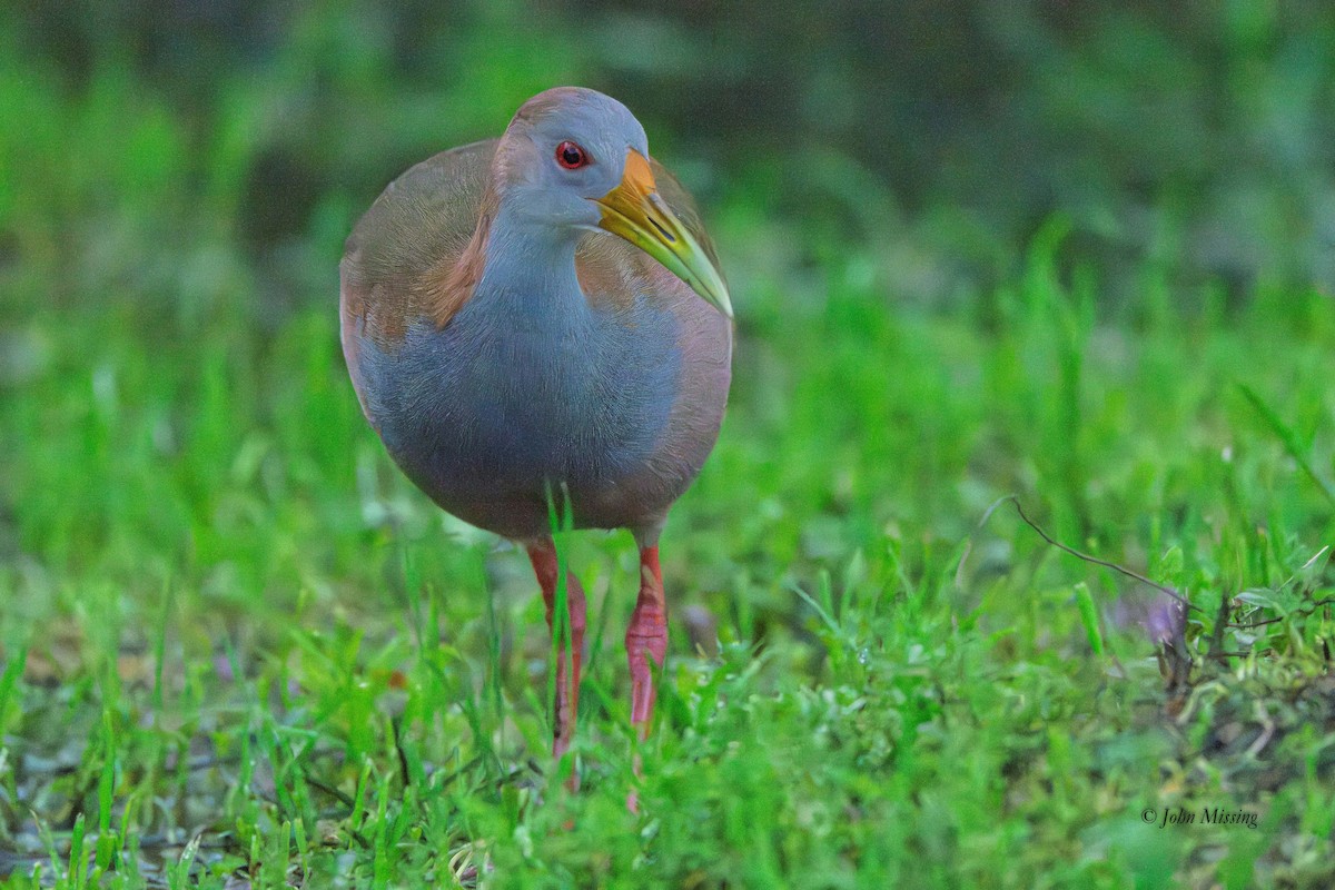 Giant Wood-Rail - ML645429207