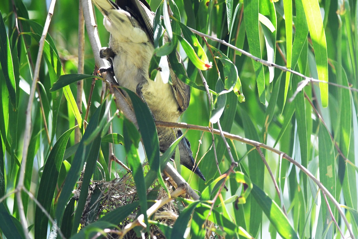 Little Friarbird - ML645429208