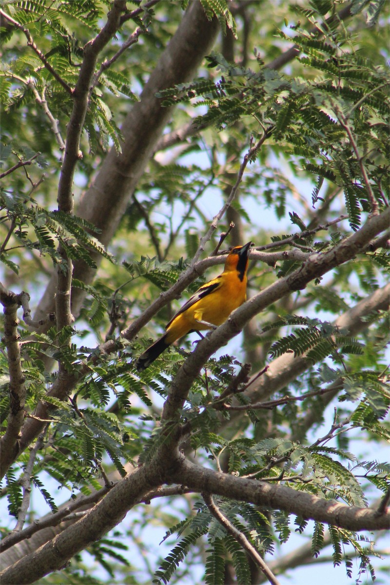 Streak-backed Oriole - ML645429210