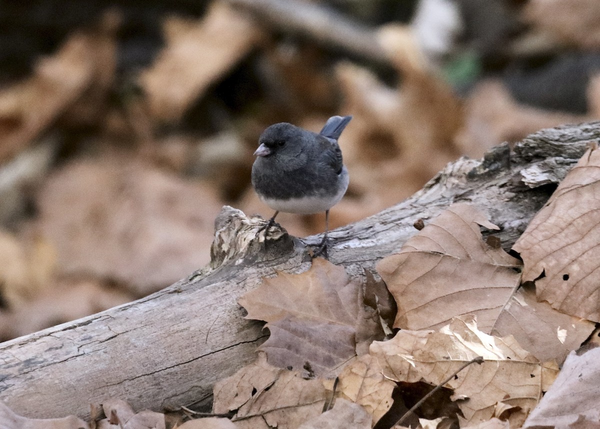 Dark-eyed Junco (Slate-colored) - ML645429211