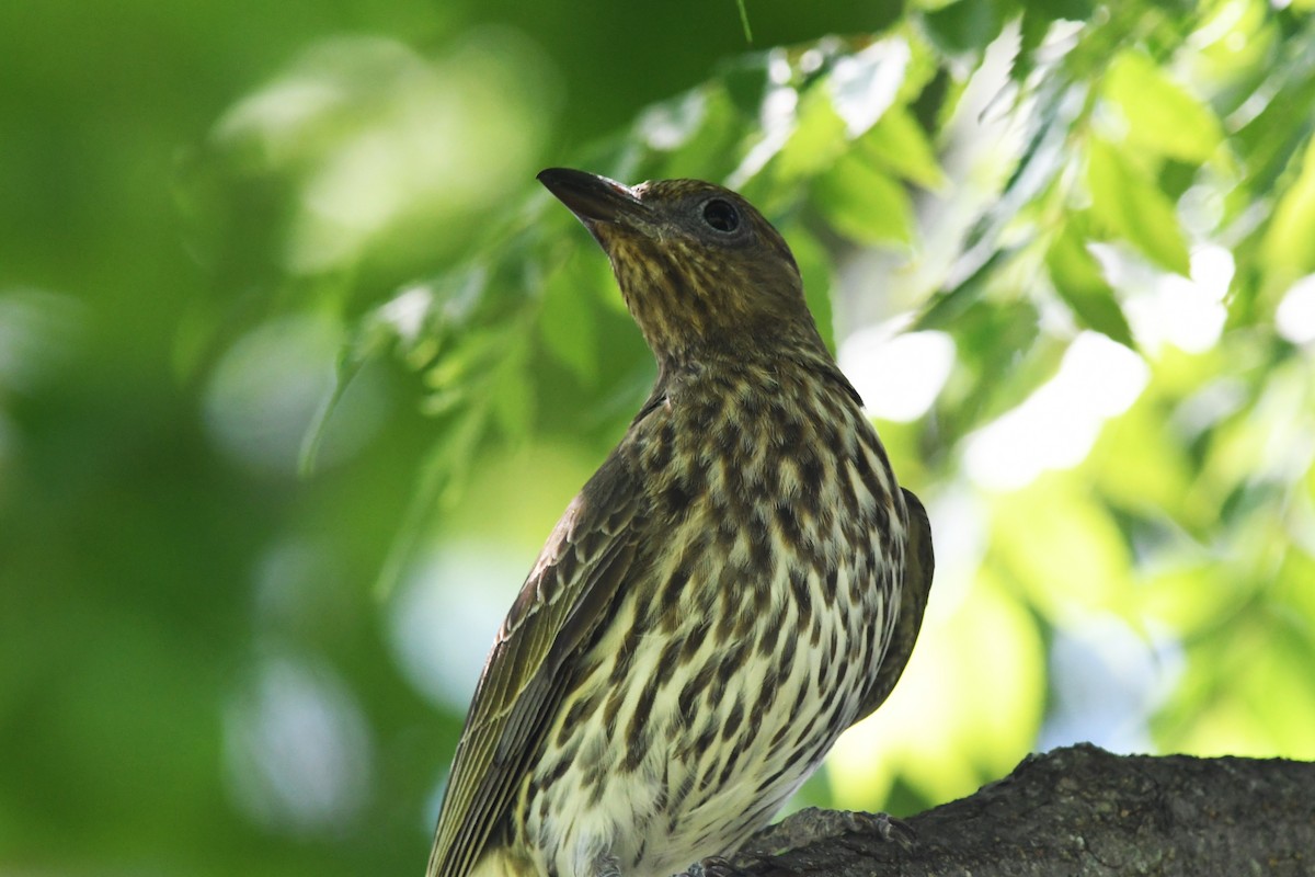 Australasian Figbird - ML645429212