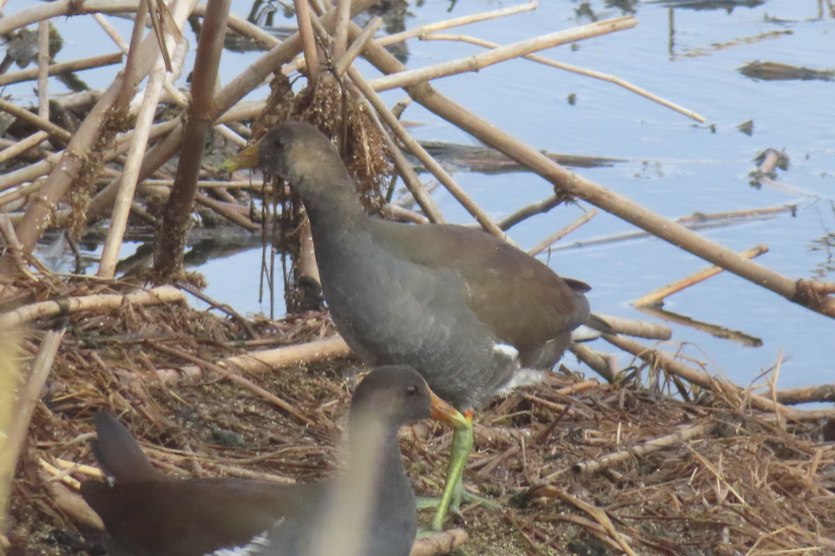 Uroilo amerikarra - ML645429217