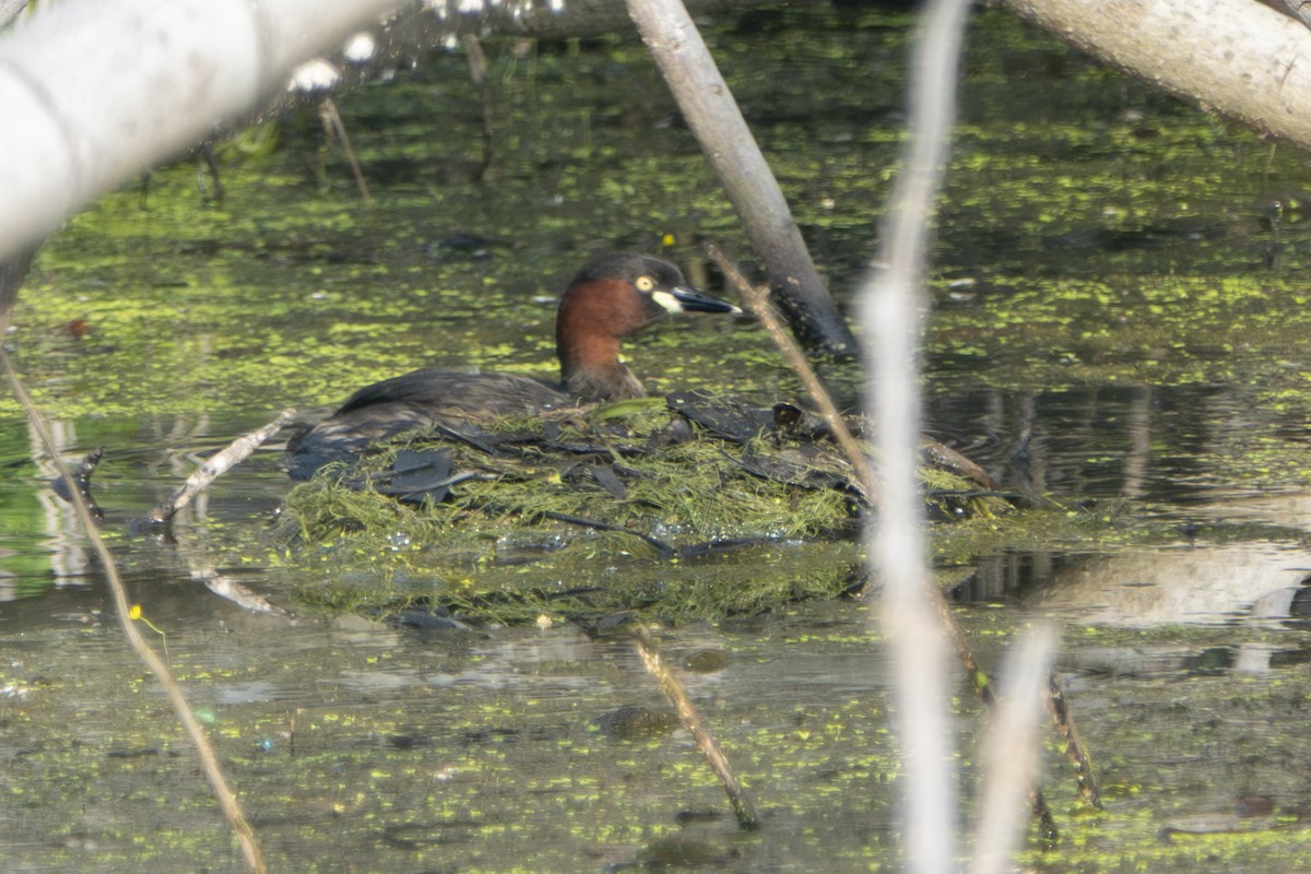 potápka malá - ML645429218