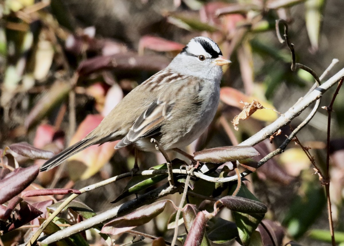 strnadec bělopásý - ML645429222