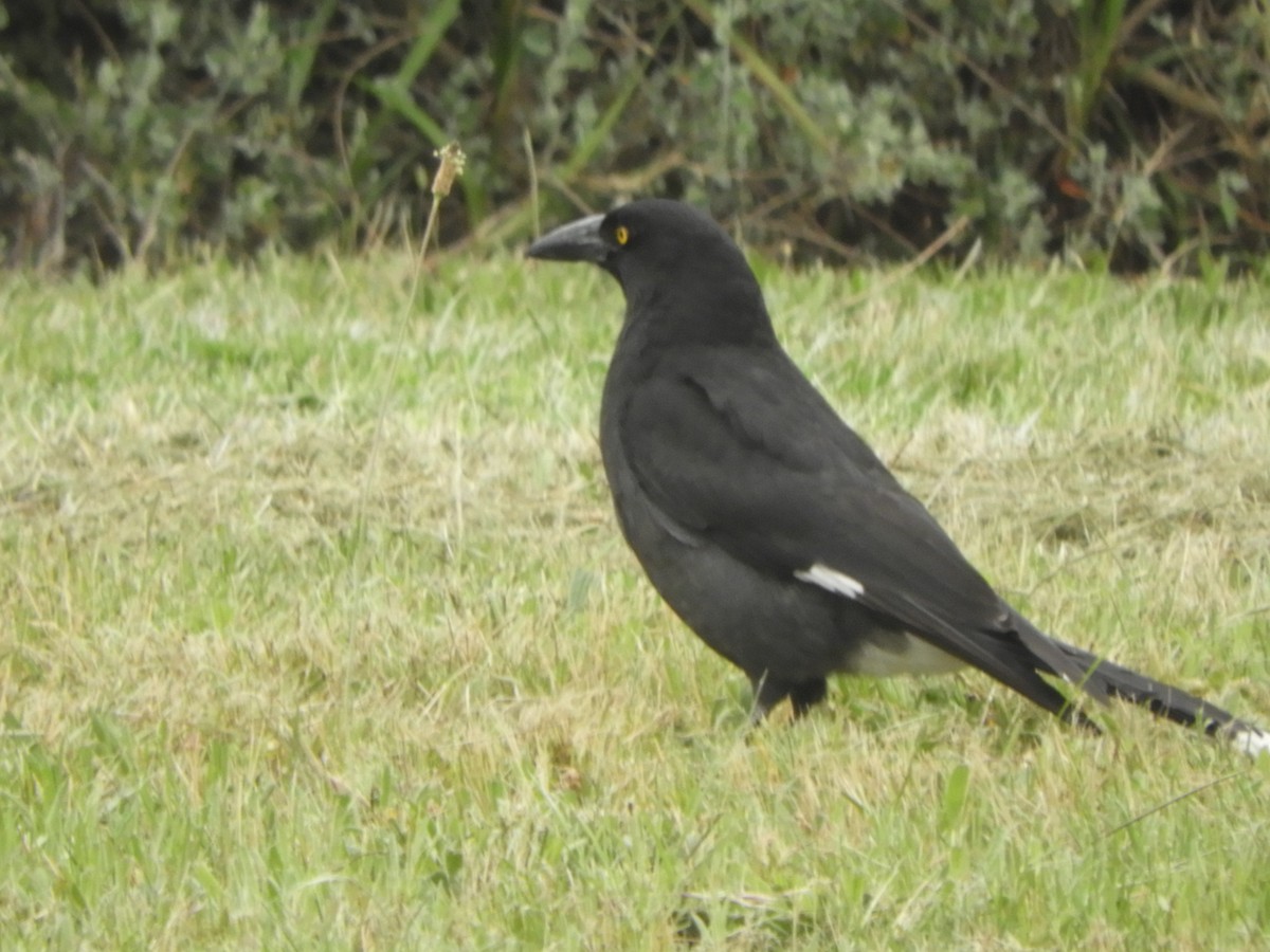 Verdugo Pío - ML645429228