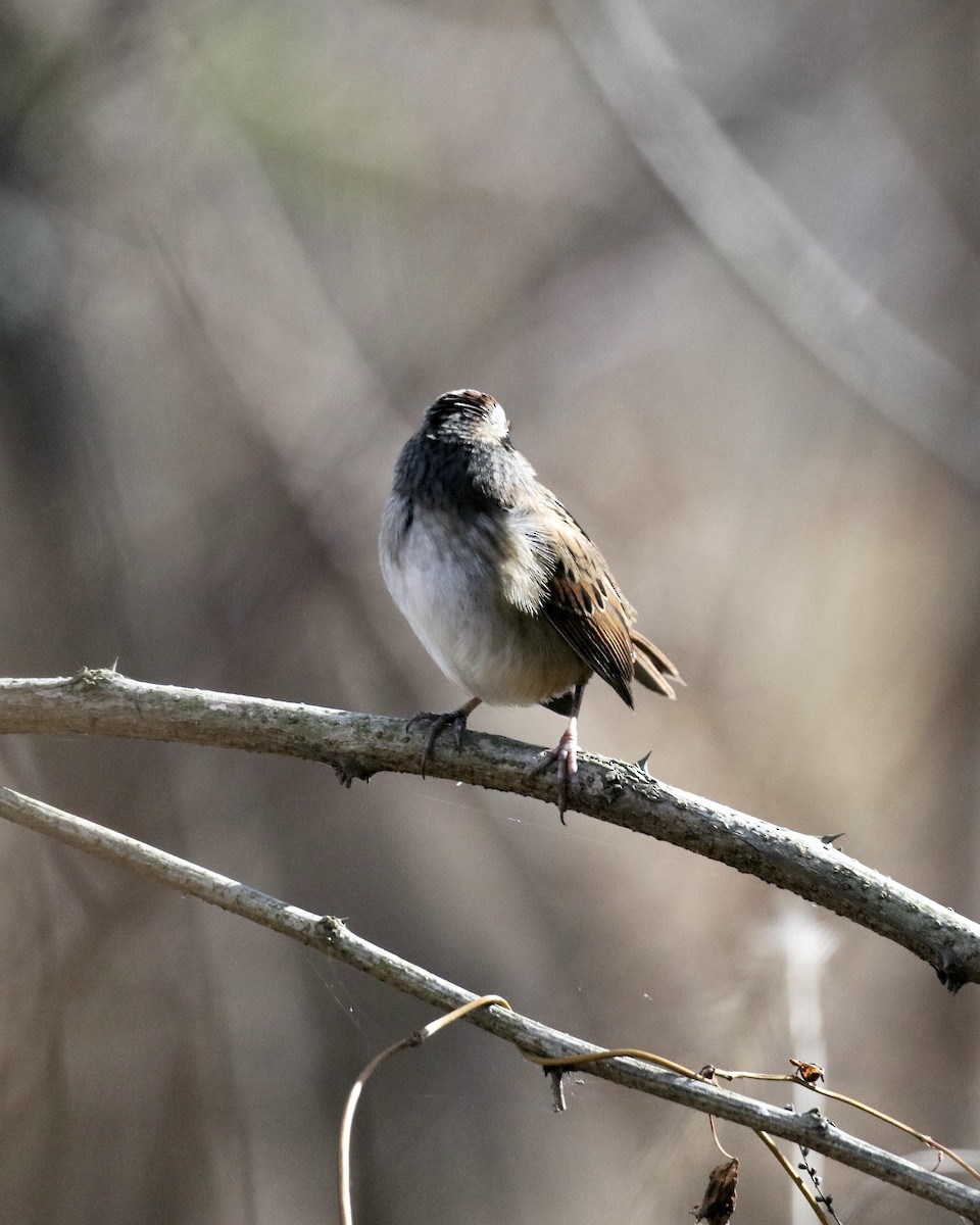 Bruant des marais - ML645429229