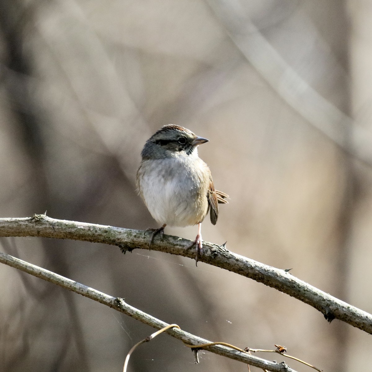 Bruant des marais - ML645429230