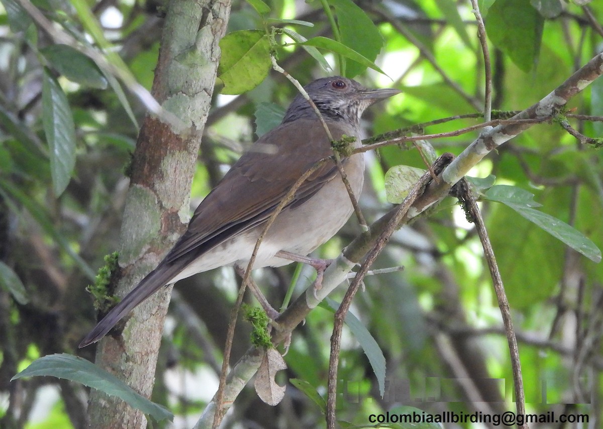 Pale-breasted Thrush - ML645429232