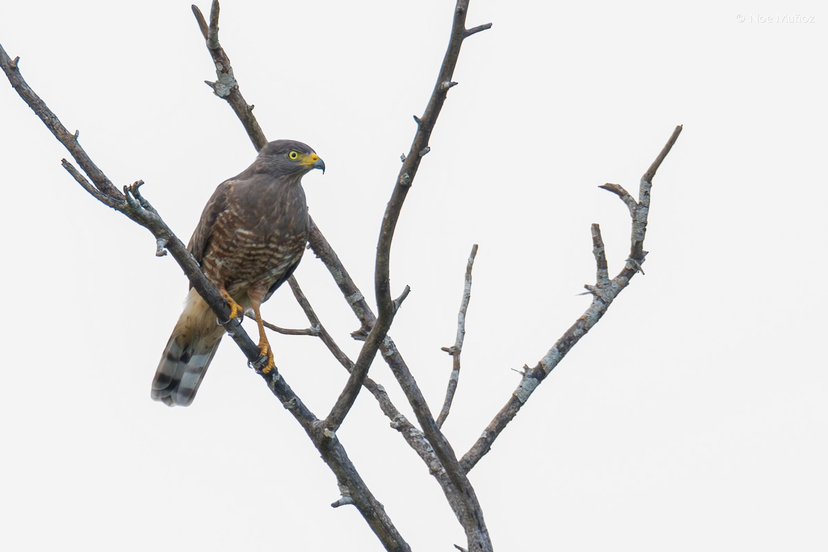 Roadside Hawk (Northern) - ML645429234