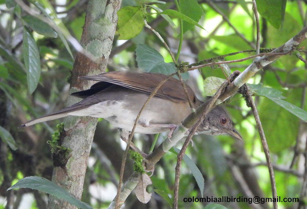 Pale-breasted Thrush - ML645429235