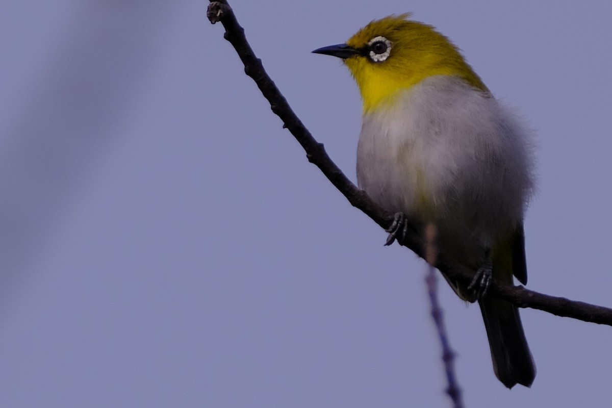 Gangesbrillenvogel - ML645429237