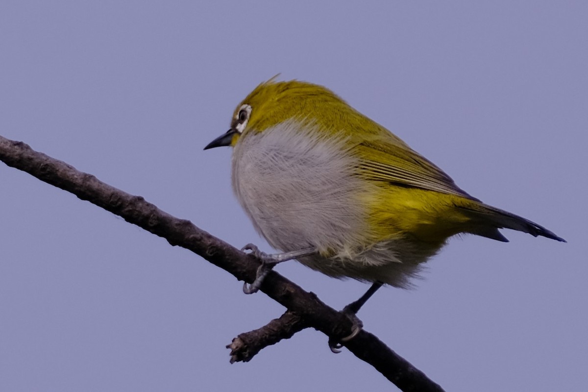 Gangesbrillenvogel - ML645429238